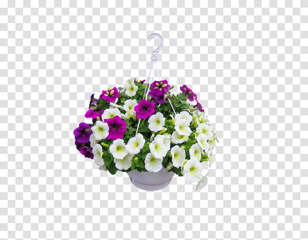 Nature 960, Flower, Plant, Blossom, Flower Arrangement Transparent Png