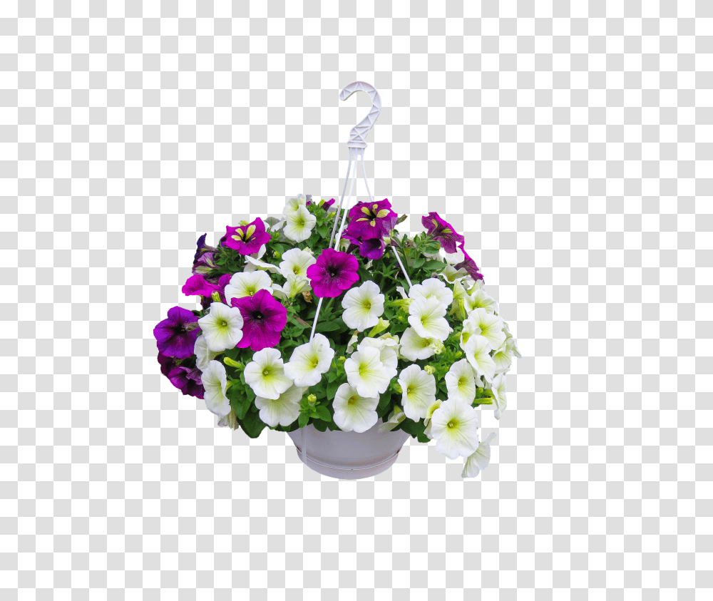 Nature Plant, Flower, Blossom, Flower Arrangement Transparent Png
