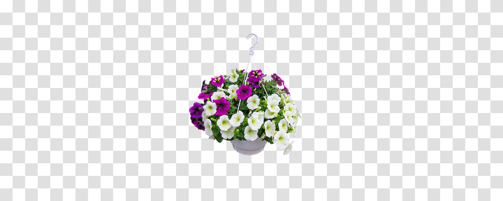 Nature Transport, Plant, Flower, Blossom Transparent Png