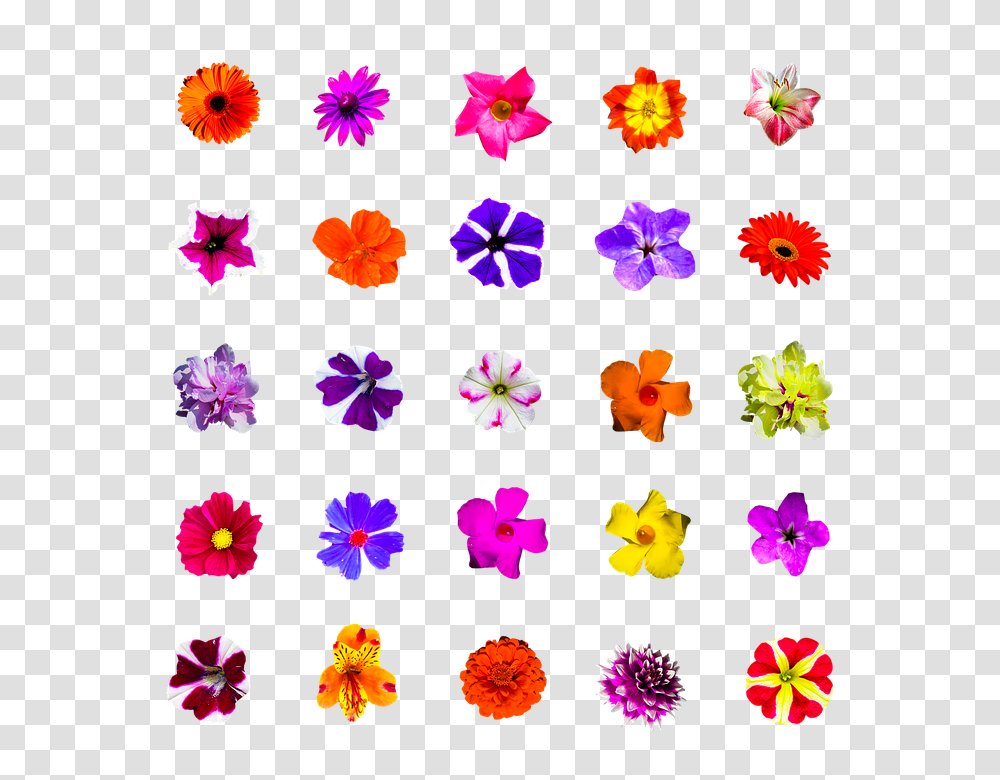 Nature 960, Flower, Plant, Purple, Blossom Transparent Png