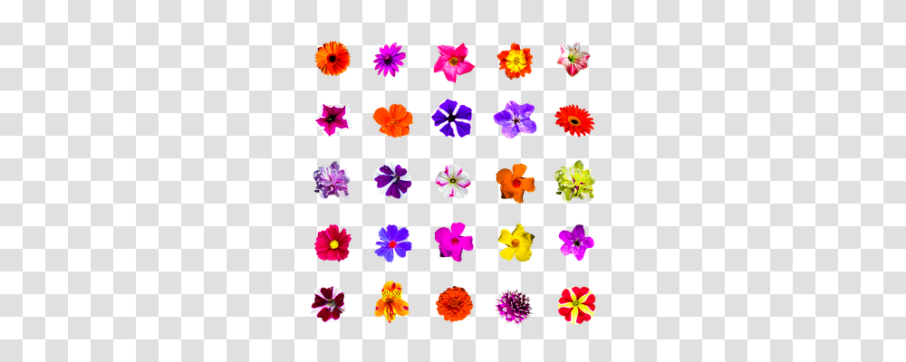 Nature Purple, Plant, Flower, Blossom Transparent Png