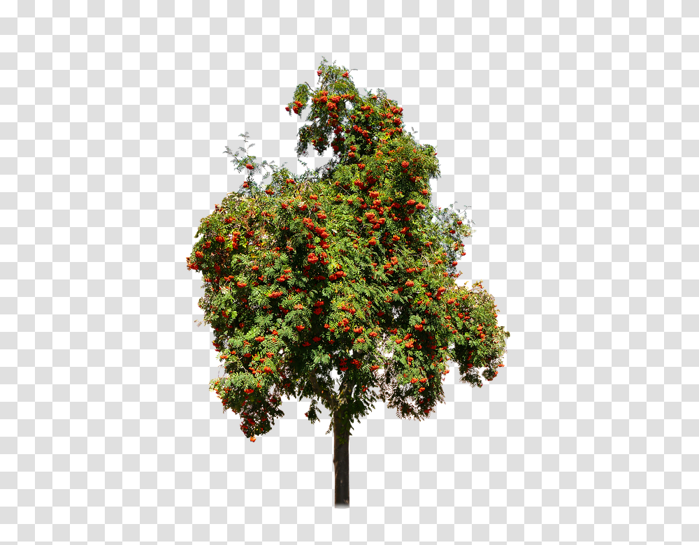 Nature 960, Fruit, Tree, Plant, Potted Plant Transparent Png