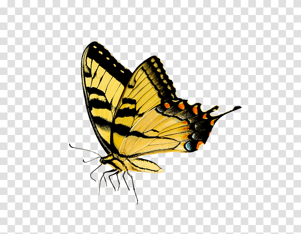 Nature 960, Insect, Invertebrate, Animal, Monarch Transparent Png
