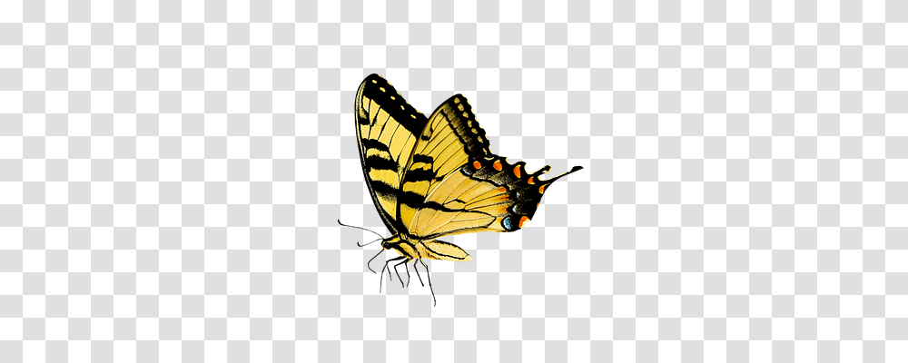 Nature Insect, Invertebrate, Animal, Monarch Transparent Png