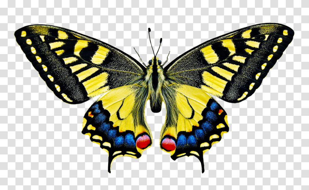 Nature 960, Insect, Butterfly, Invertebrate, Animal Transparent Png