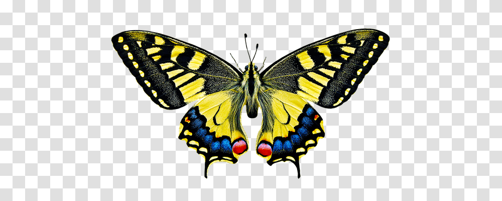 Nature Butterfly, Insect, Invertebrate, Animal Transparent Png