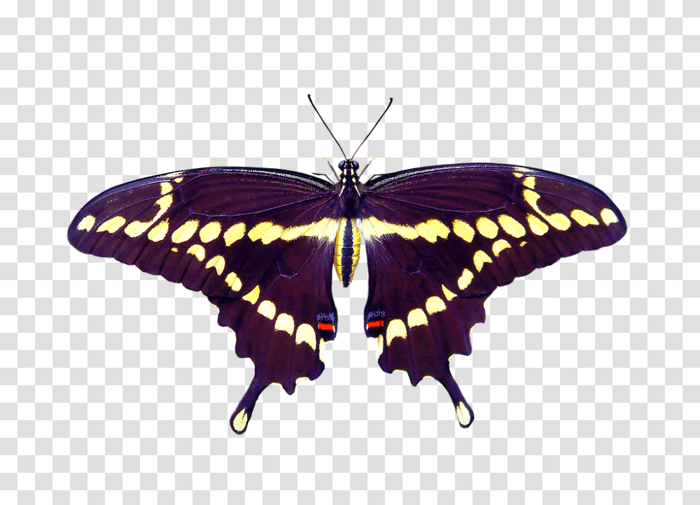 Nature 960, Insect, Butterfly, Invertebrate, Animal Transparent Png