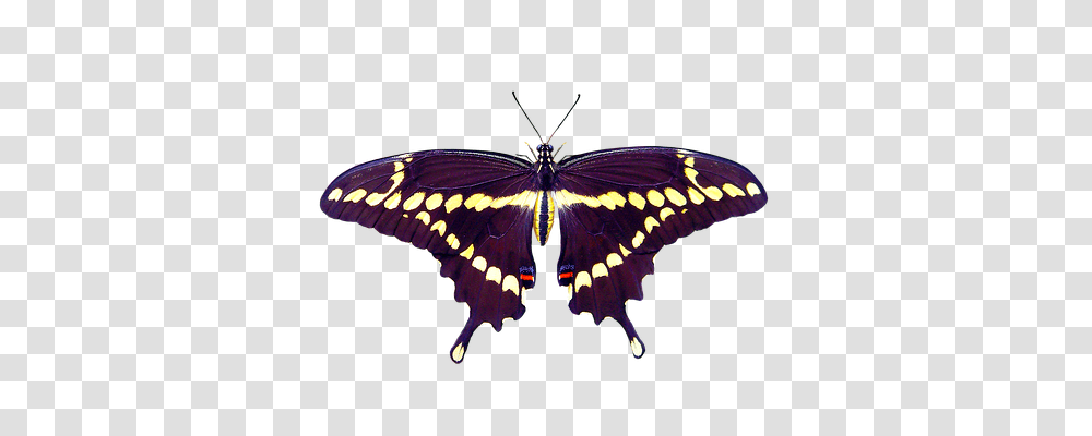 Nature Butterfly, Insect, Invertebrate, Animal Transparent Png