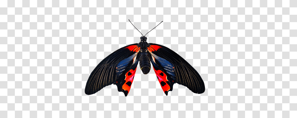 Nature Animals, Insect, Invertebrate, Butterfly Transparent Png