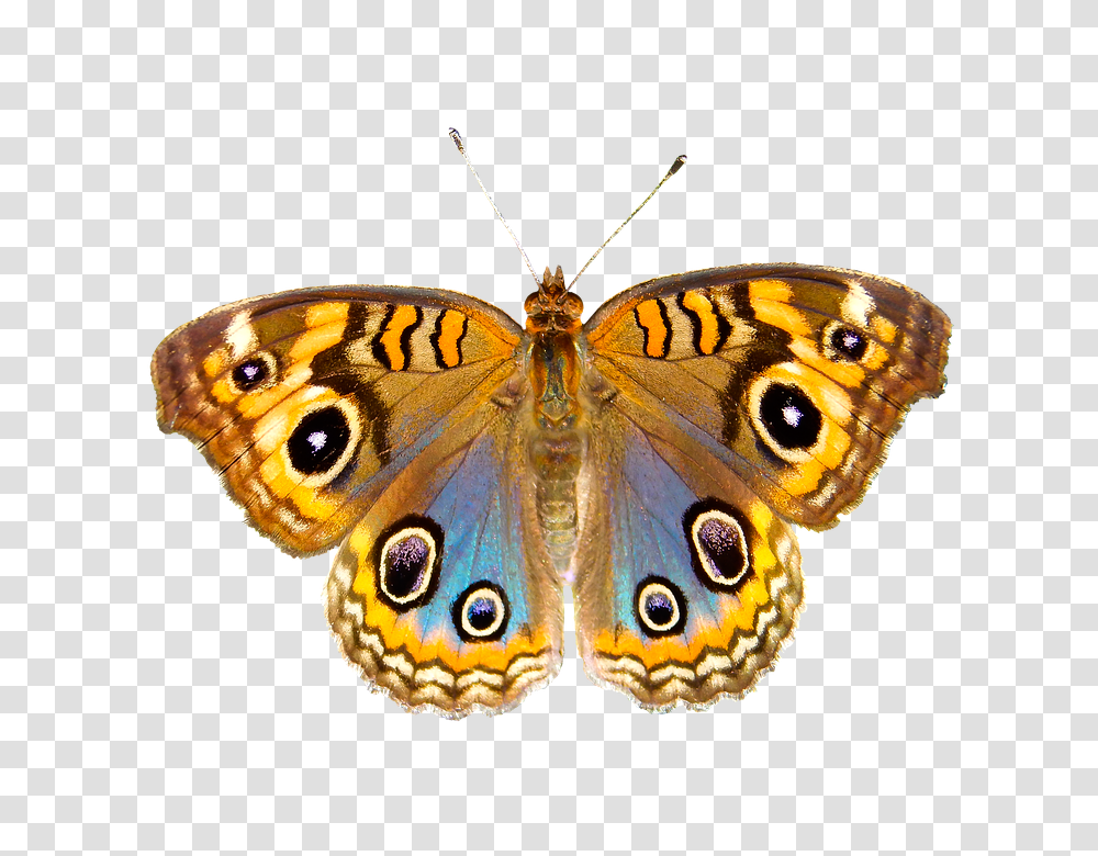 Nature 960, Insect, Invertebrate, Animal, Butterfly Transparent Png