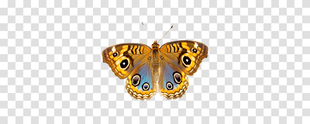 Nature Insect, Invertebrate, Animal, Butterfly Transparent Png