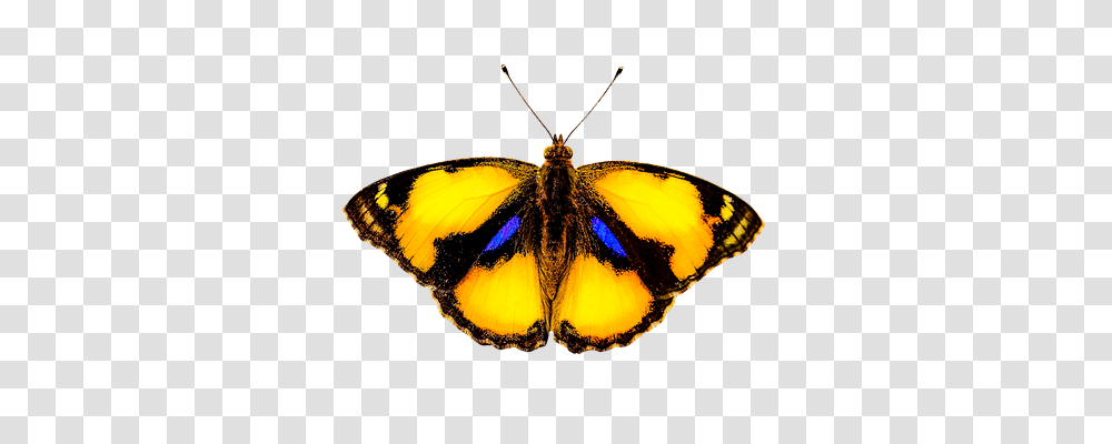 Nature Butterfly, Insect, Invertebrate, Animal Transparent Png