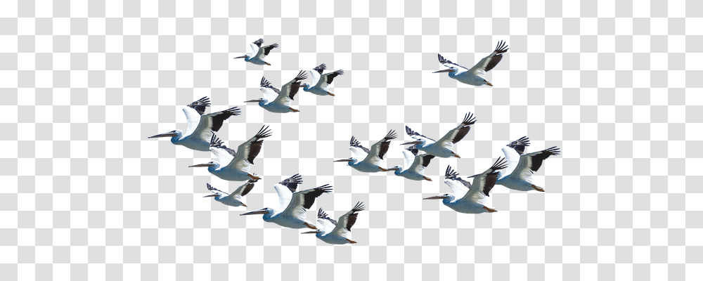 Nature Flying, Bird, Animal, Flock Transparent Png