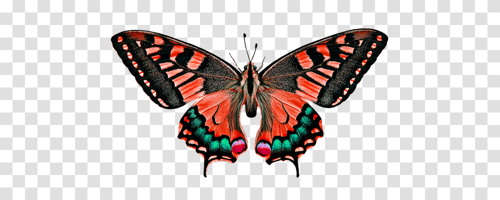 Nature Butterfly, Insect, Invertebrate, Animal Transparent Png