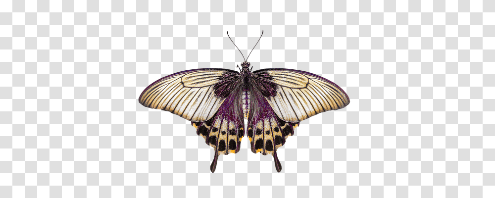 Nature Insect, Invertebrate, Animal, Butterfly Transparent Png