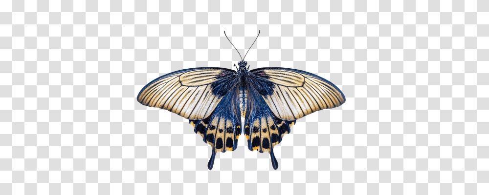 Nature Butterfly, Insect, Invertebrate, Animal Transparent Png