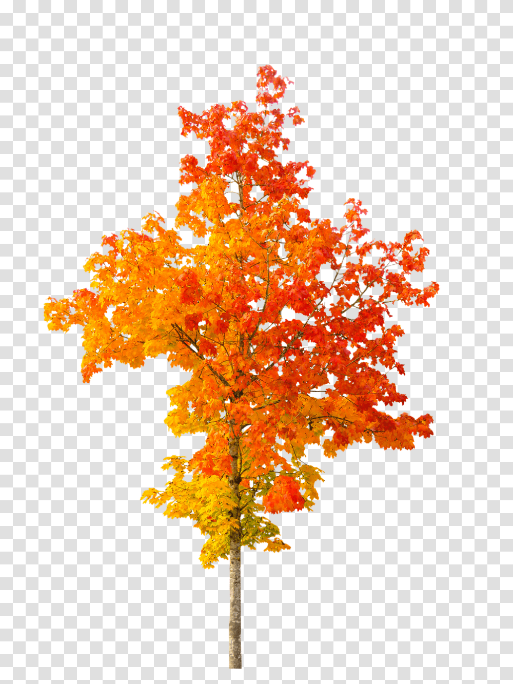 Nature Maple, Tree, Plant, Cross Transparent Png