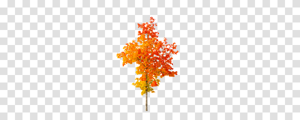 Nature Tree, Plant, Maple, Leaf Transparent Png