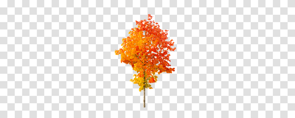 Nature Maple, Tree, Plant, Leaf Transparent Png