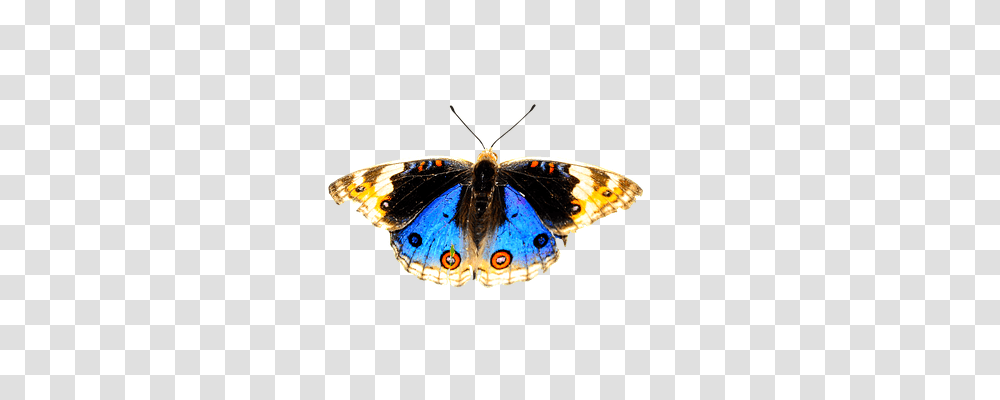 Nature Insect, Invertebrate, Animal, Butterfly Transparent Png