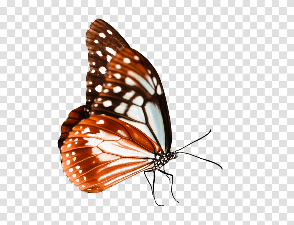 Nature 960, Insect, Animal, Invertebrate, Monarch Transparent Png