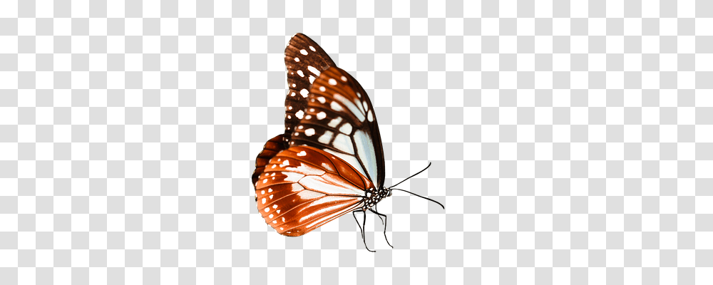 Nature Lamp, Monarch, Butterfly, Insect Transparent Png