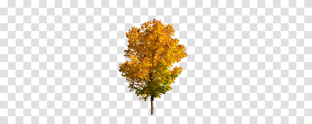 Nature Tree, Plant, Maple, Bonfire Transparent Png