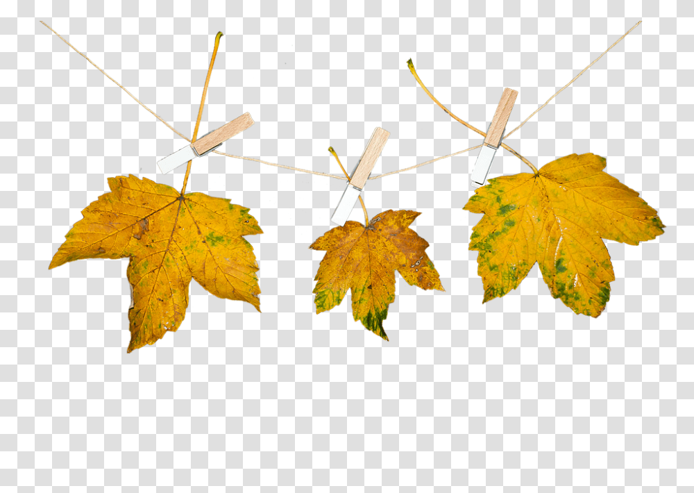 Nature 960, Leaf, Plant, Tree, Maple Leaf Transparent Png