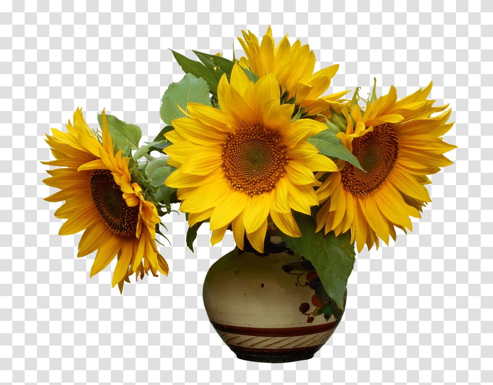 Nature 960, Flower, Plant, Blossom, Sunflower Transparent Png