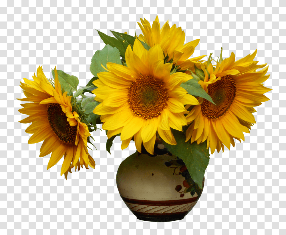 Nature Plant, Flower, Blossom, Sunflower Transparent Png