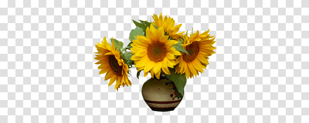 Nature Plant, Flower, Blossom, Sunflower Transparent Png