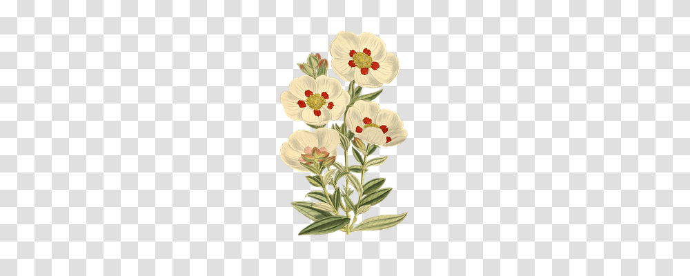 Nature Plant, Flower, Anemone, Petal Transparent Png