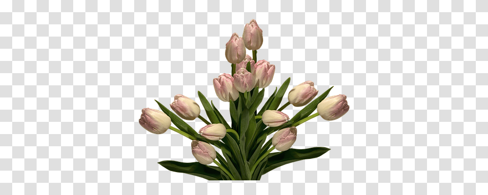 Nature Plant, Flower, Blossom, Tulip Transparent Png