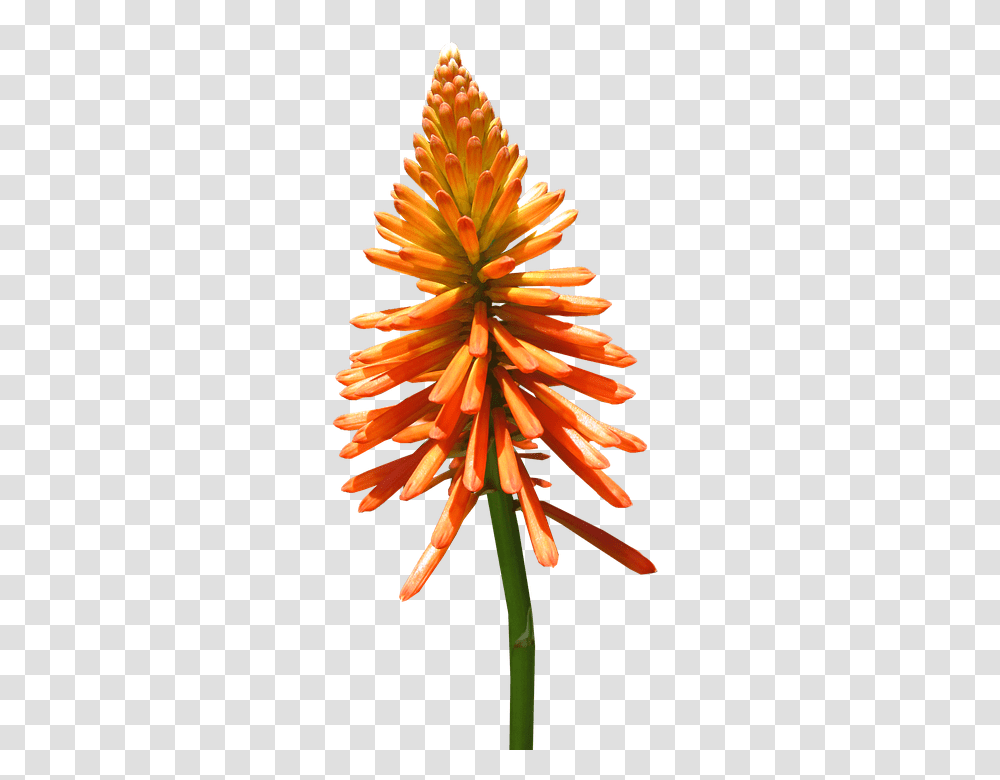 Nature 960, Flower, Plant, Pollen, Blossom Transparent Png