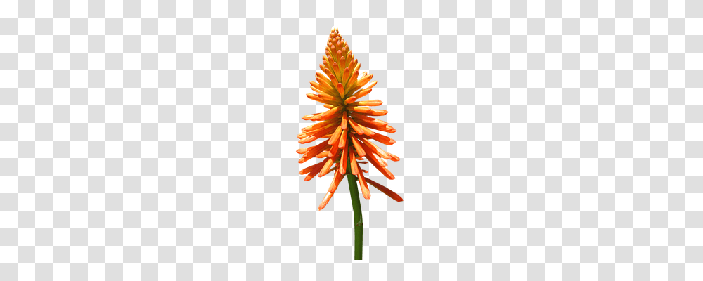 Nature Plant, Flower, Blossom, Tree Transparent Png