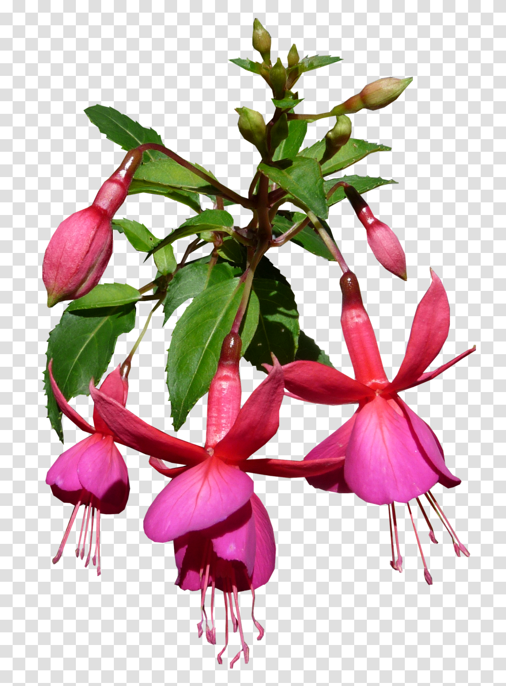 Nature Plant, Flower, Blossom, Acanthaceae Transparent Png