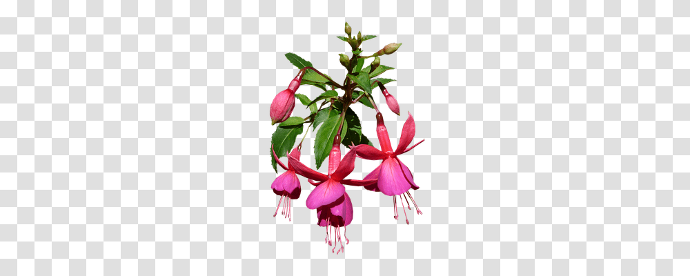 Nature Plant, Flower, Blossom, Acanthaceae Transparent Png