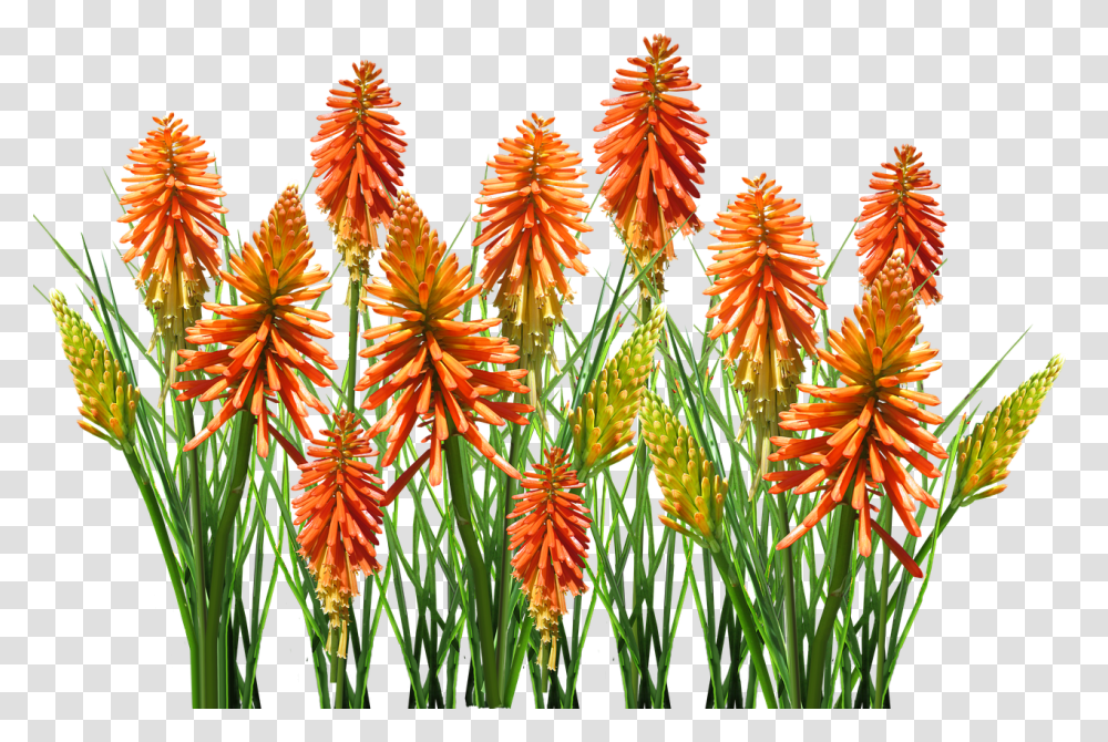 Nature Plant, Aloe, Flower, Blossom Transparent Png