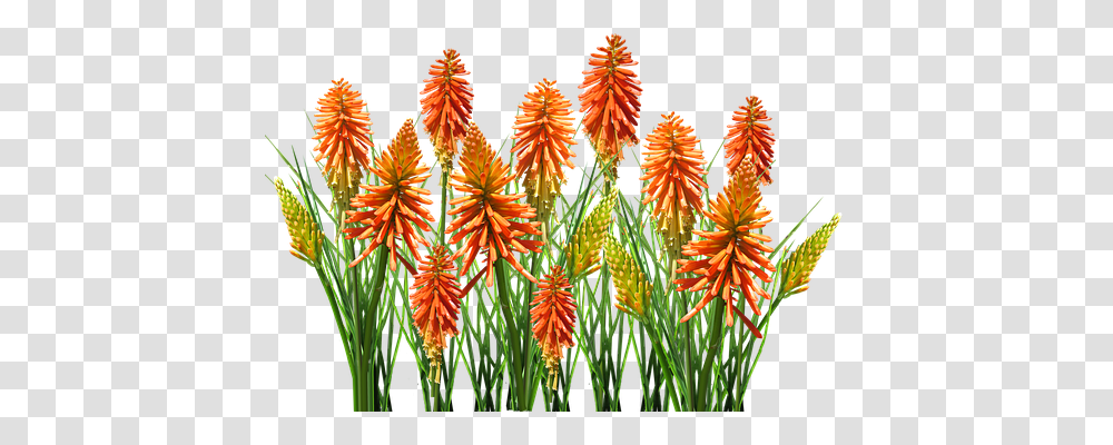 Nature Plant, Flower, Blossom, Aloe Transparent Png