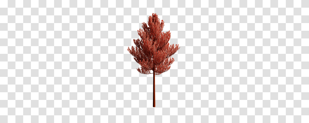 Nature Tree, Plant, Maple, Fungus Transparent Png