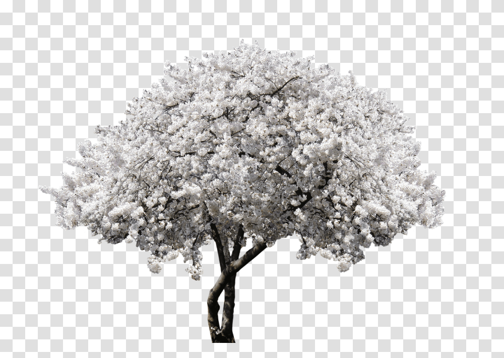 Nature Plant, Flower, Blossom, Tree Transparent Png
