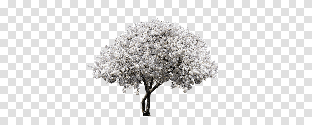 Nature Plant, Flower, Tree, Outdoors Transparent Png