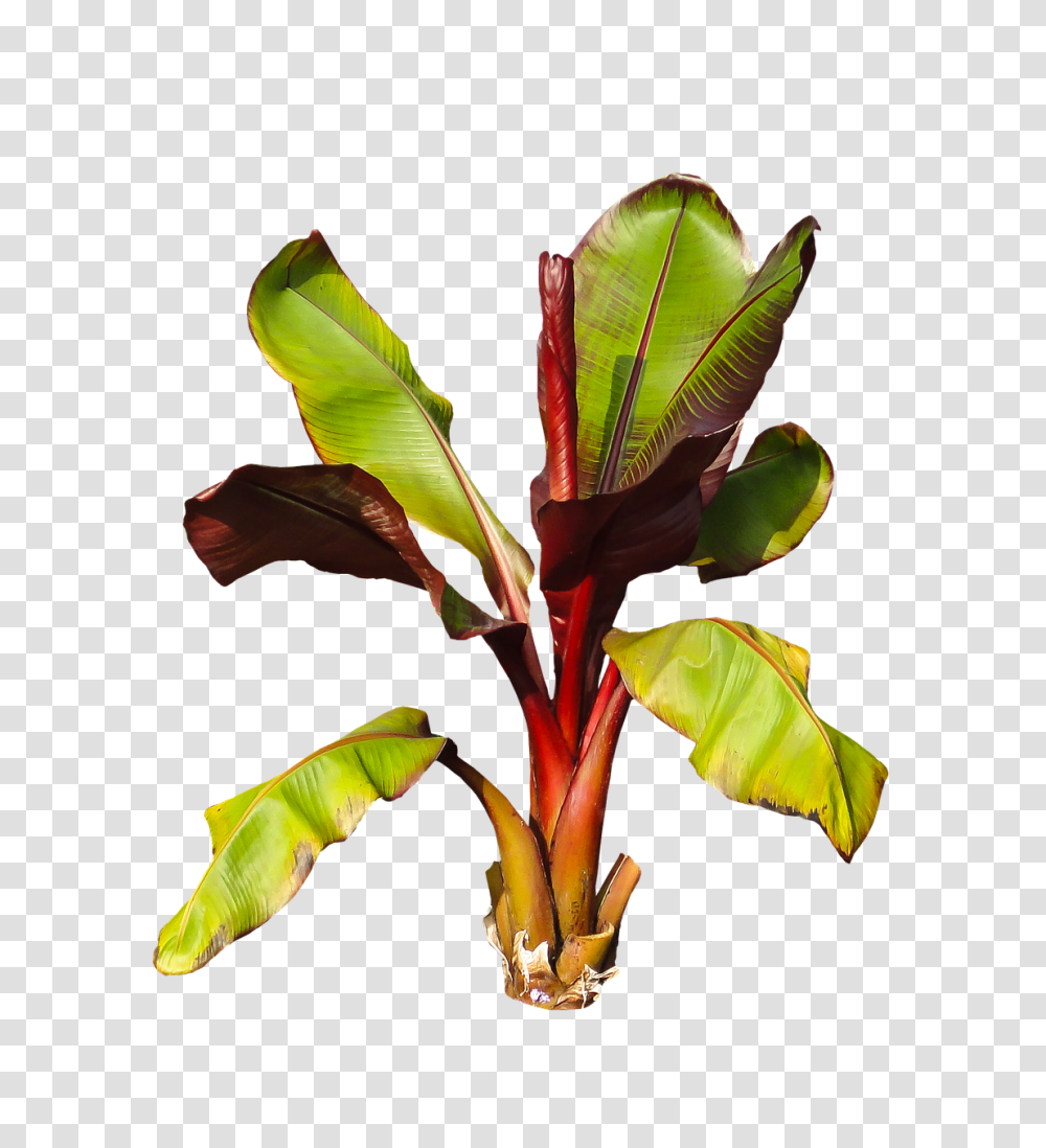 Nature Leaf, Plant, Veins, Flower Transparent Png