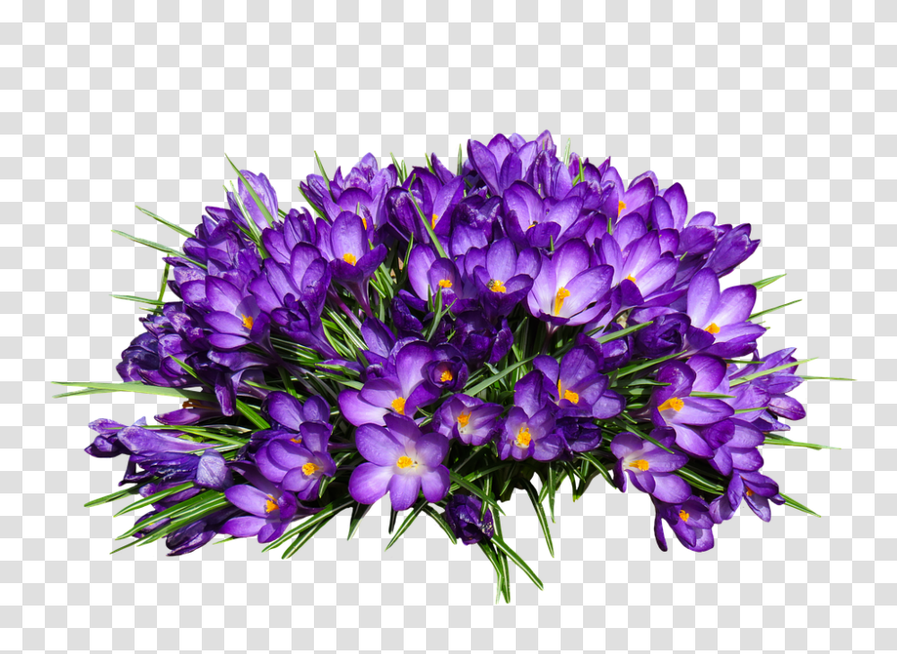 Nature 960, Flower, Plant, Petal, Flower Arrangement Transparent Png