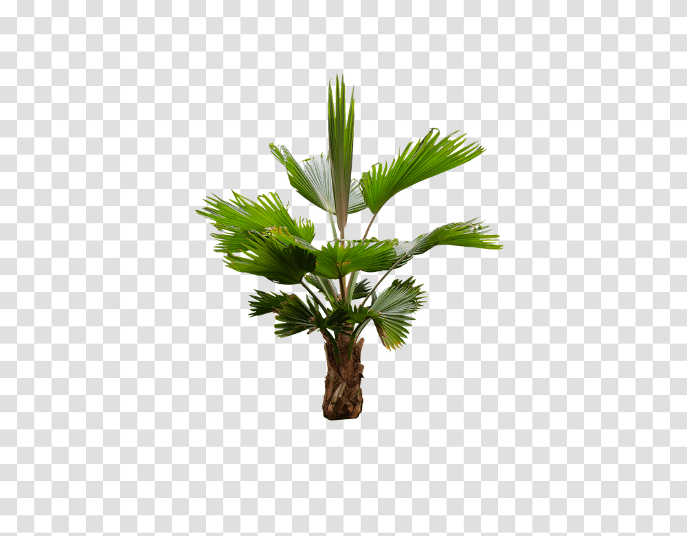Nature 960, Plant, Palm Tree, Arecaceae, Leaf Transparent Png