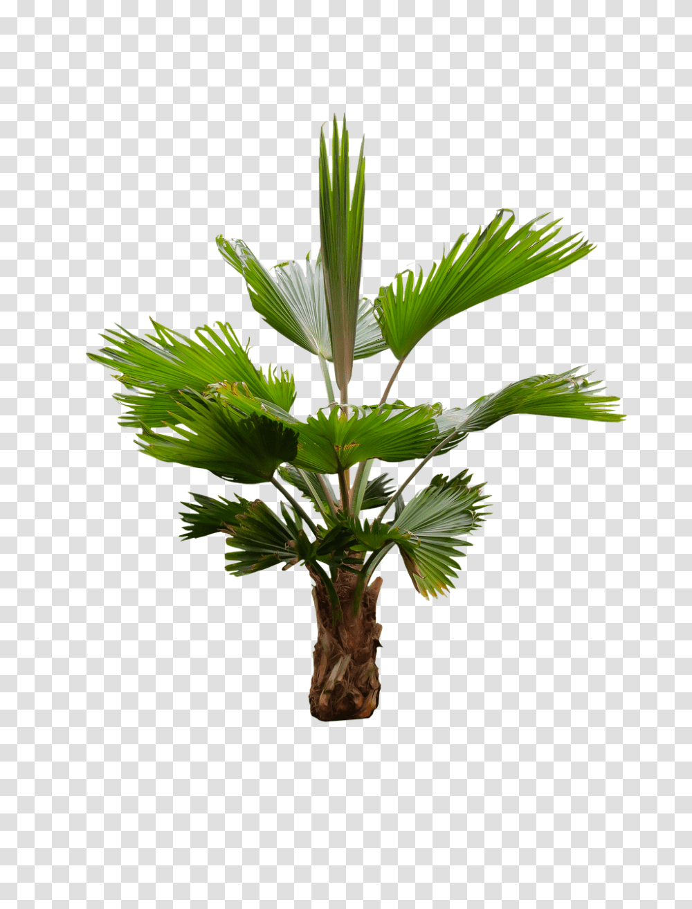 Nature Plant, Palm Tree, Arecaceae Transparent Png