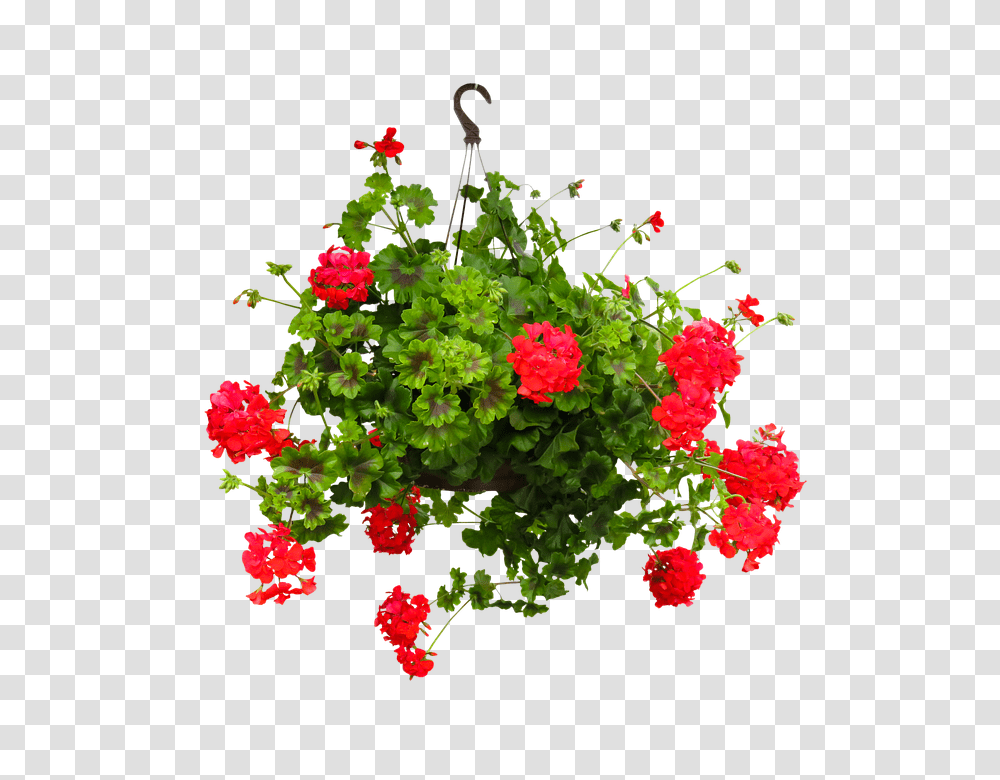 Nature 960, Flower, Geranium, Plant, Blossom Transparent Png