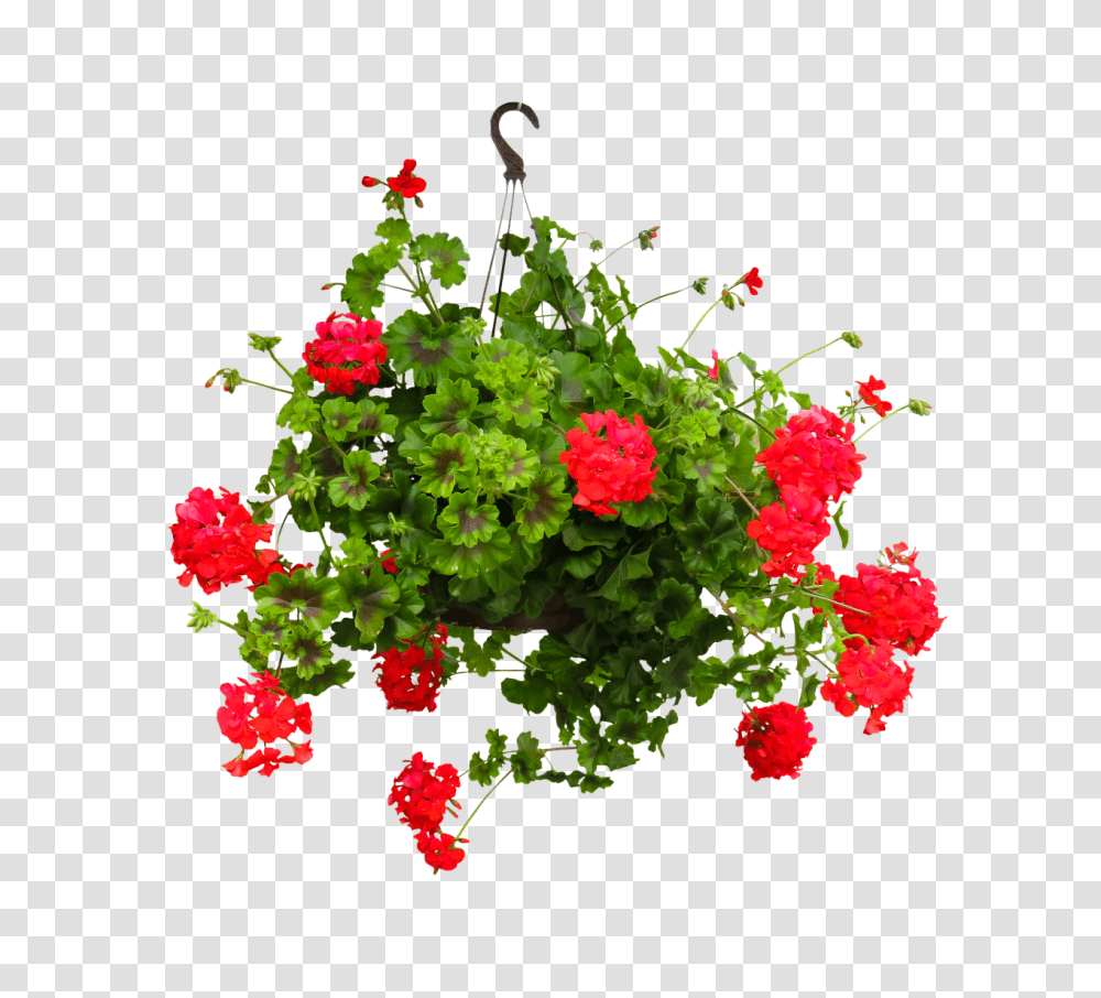 Nature Geranium, Flower, Plant, Blossom Transparent Png