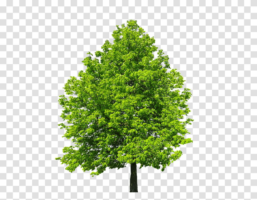 Nature 960, Plant, Tree, Maple, Oak Transparent Png