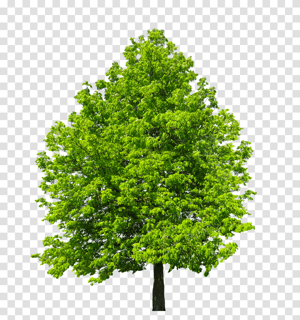 Nature Tree, Plant, Maple Transparent Png